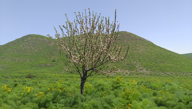 Baharda Derecik galerisi resim 16